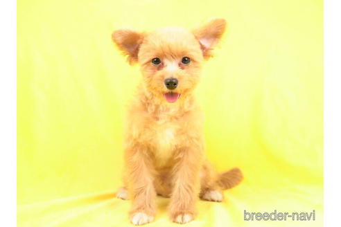 成約済の東京都のポメプー:ポメラニアン×トイプードル-206803の3枚目